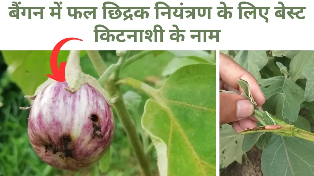 brinjal fruit borer